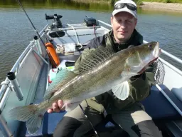 Bei einem Zander-Guiding an der Elbe wurde Ausdauer belohnt-Bei knalligem Sonnenschein aber trüben Wasser schnappte sich ein Zander den Gummifisch